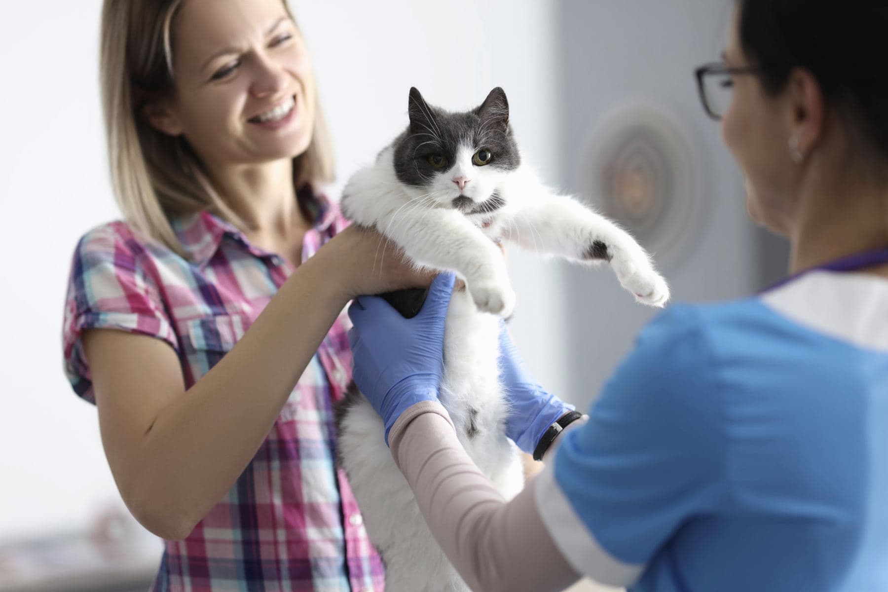 A veterinary nurse examining a cat while its owner holds it during a home visit